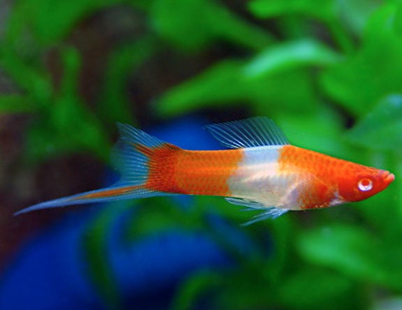 kohaku Swordtail